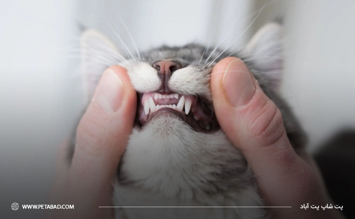 بیماری‌ دندانی و انواع آن در گربه