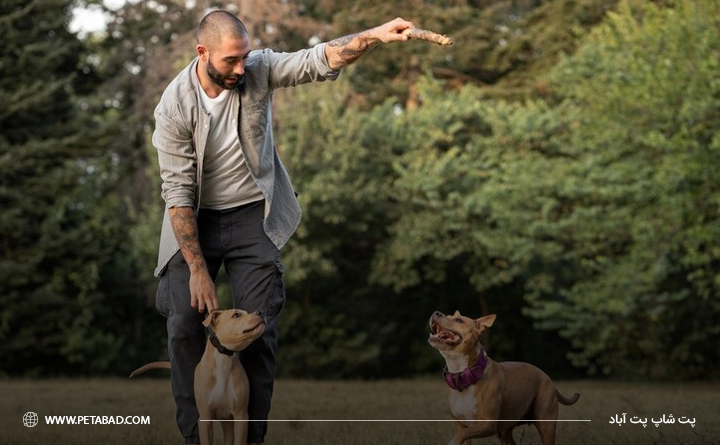 چگونه از آلفا شدن سگ جلوگیری کنیم: قدرت نمایی کردن