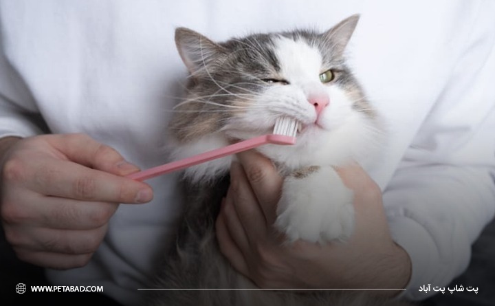 دلایل ایجاد بیماری‌ دندانی گربه