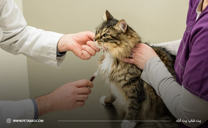 آزمایش خون از گربه برای تشخیص پرکاری تیروئید