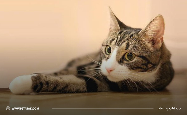 خصوصیت های ظاهری گربه DSH