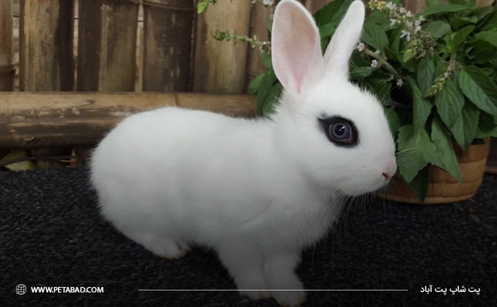 خرگوش هوتوت کوتوله