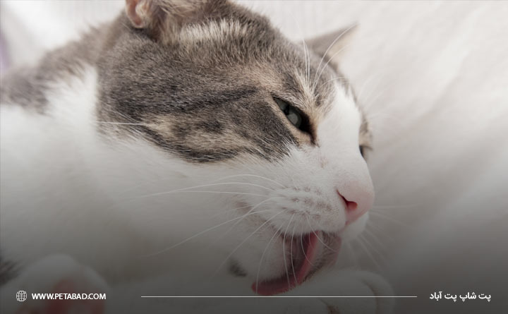 گربه با زبان خود را تمیز می کند