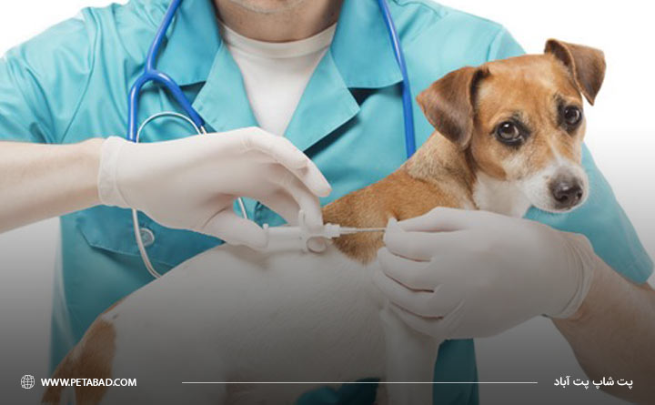 واکسن برای جلوگیری از بیماری کنل کاف در سگ‌ها