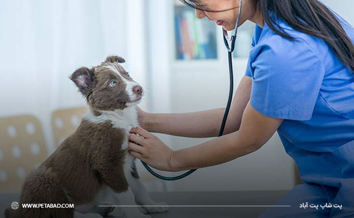 هزینه واکسن‌های ضروری سگ