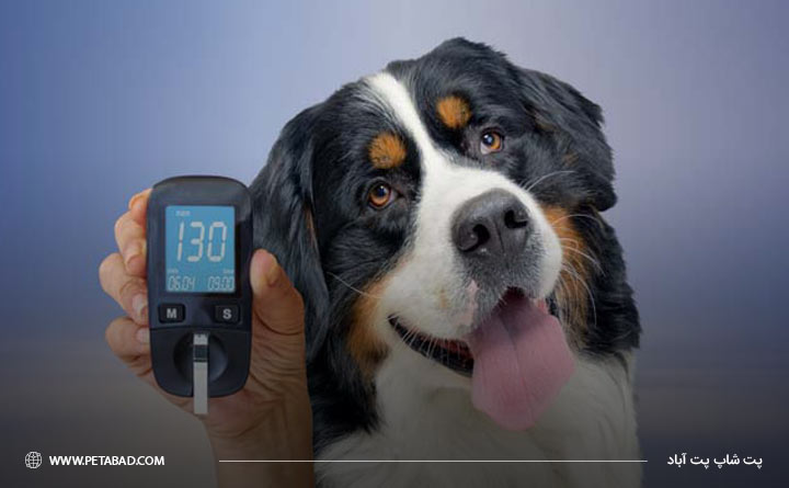 بیماری دیابت در سگ‌ها