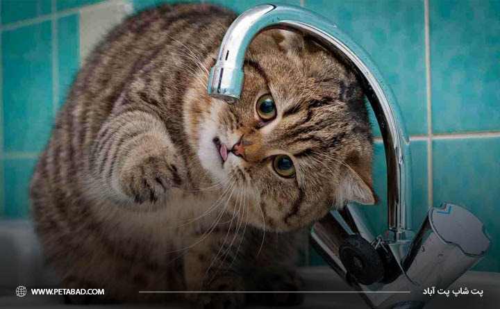 روش های پیشگیری از یبوست گربه