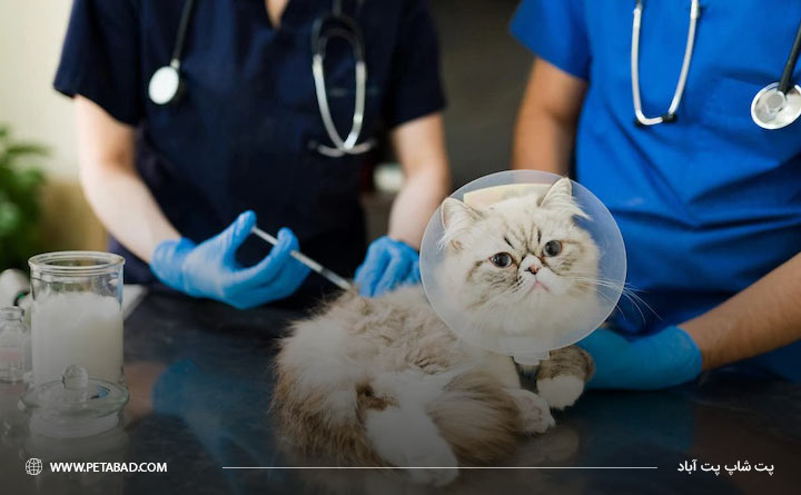 درمان بیماری کوکسیدیا در گربه 