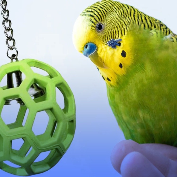 راهنمای خرید اسباب بازی برای پرندگان