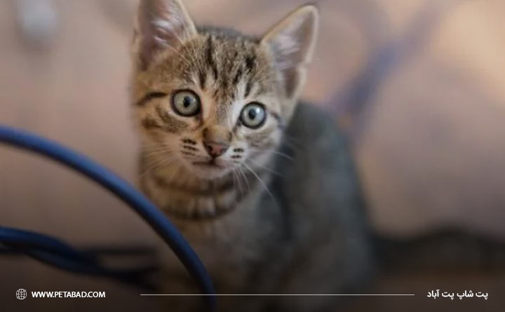 جویدن سیم برق توسط گربه باعث خطر برای خانه است