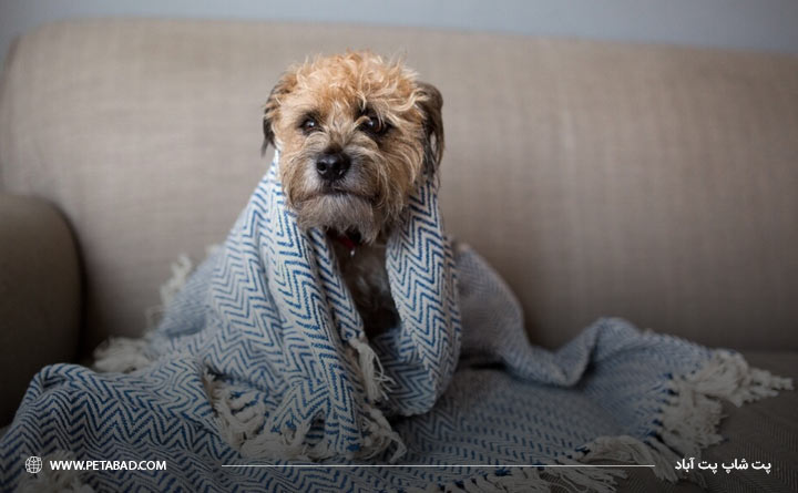 علائم سرماخوردگی در سگها