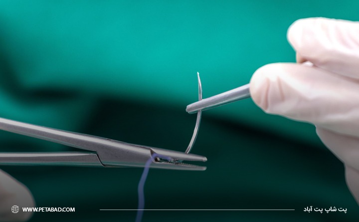 نحوه عقیم سازی خرگوش