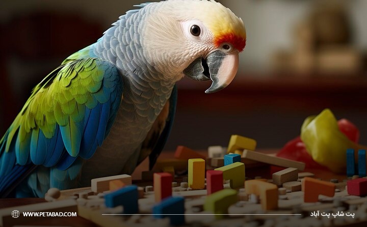 نکات مهم برای خرید اسباب بازی پرندگان: نداشتن قطعات کوچک