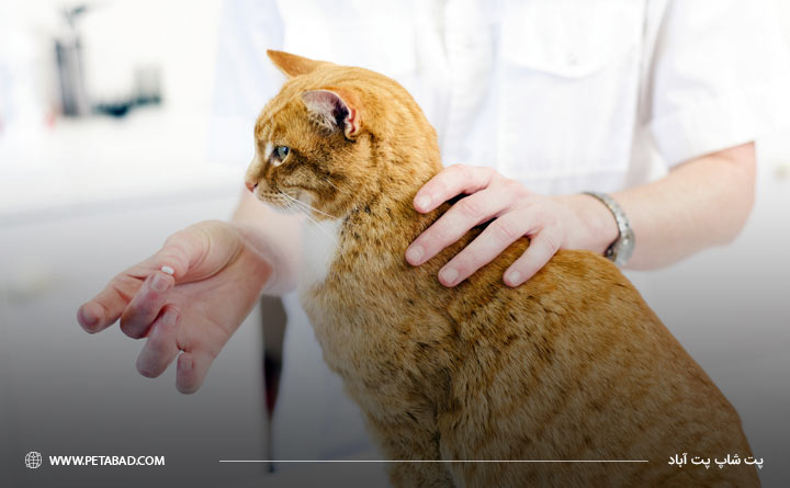 دارو برای درمان پرکاری تیروئید گربه 