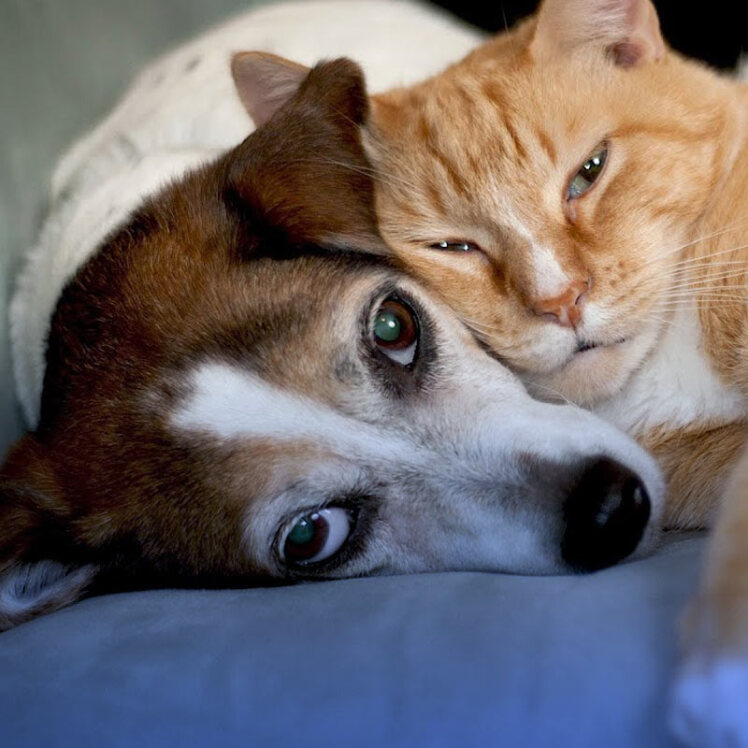 کم خونی در سگ ها و گربه ها