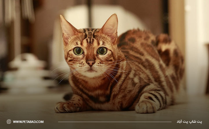 سلامتی گربه بنگال