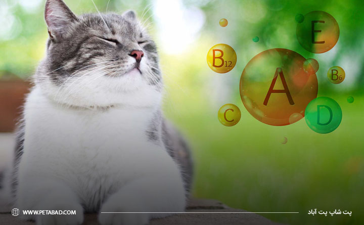 بهترین ویتامین جهت شادابی پوست و موی گربه