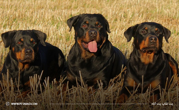 خصوصیات سگ نژاد روتوایلر