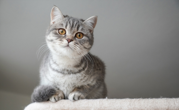 بهترین نژاد گربه برای نگهداری در خانه