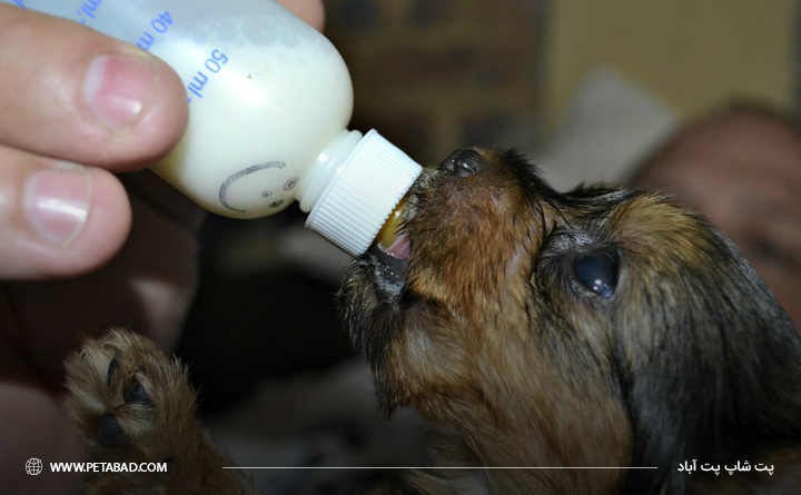 شیر دادن به سگ توسط انسان