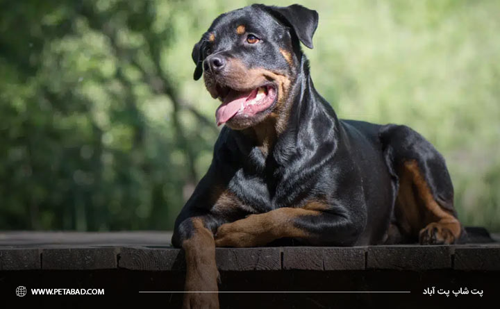وضعیت سلامتی نژاد روتوایلر
