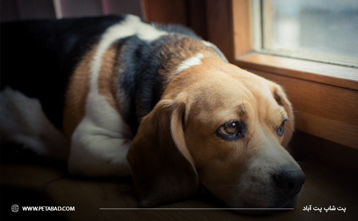 احساس خستگی و بی‌حالی از مهم ترین عوارض واکسن زدن سگ