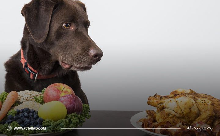 مواد مغذی برای افزایش وزن توله سگ