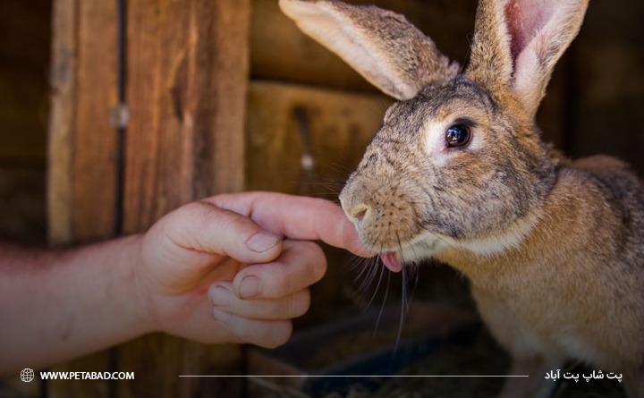 بلوغ خرگوش و نشانه های آن : گاز گرفتن