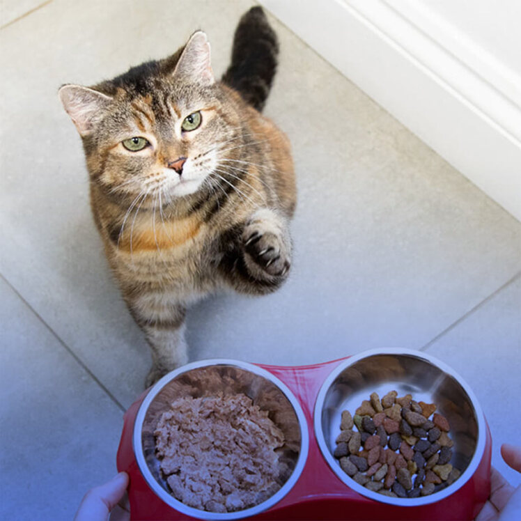 غذای خشک برای گربه مناسب‌تر است یا غذای ‌تر؟