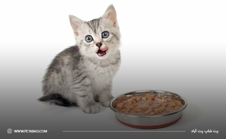 غذای بچه گربه 