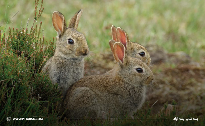 شناخت خرگوش‌ها