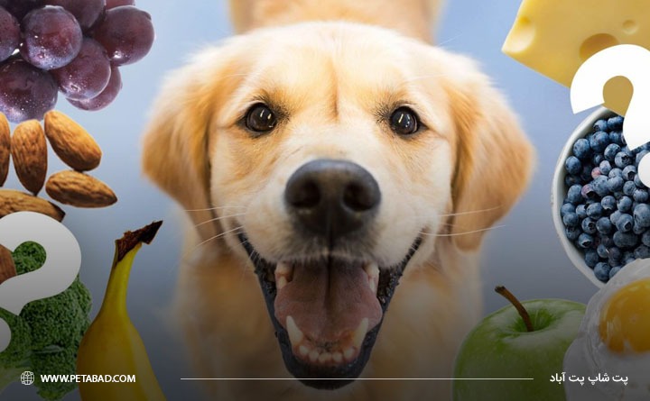 سبزیجات مفید برای سگ