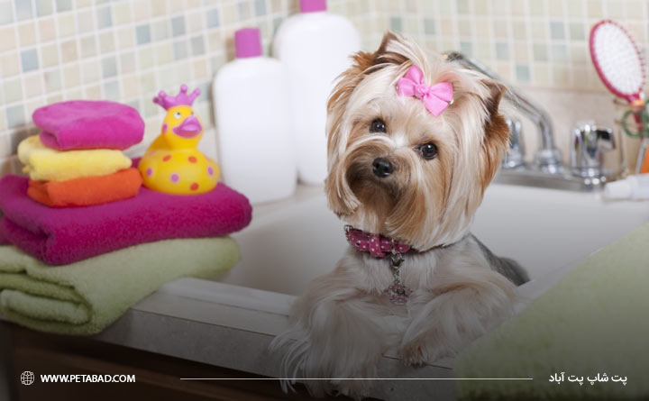 چندوقت یکبار سگ را شست