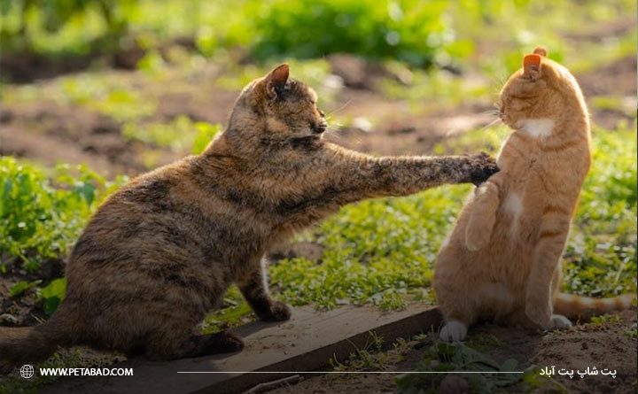 استرس گربه هنگام آشنایی با حیوان خانگی دیگر 