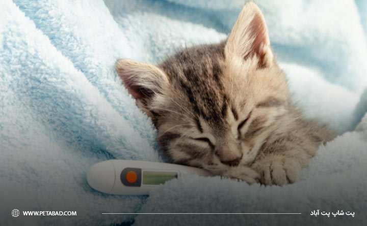 گرفتن دمای بدن گربه درخانه برای تشخیص تب