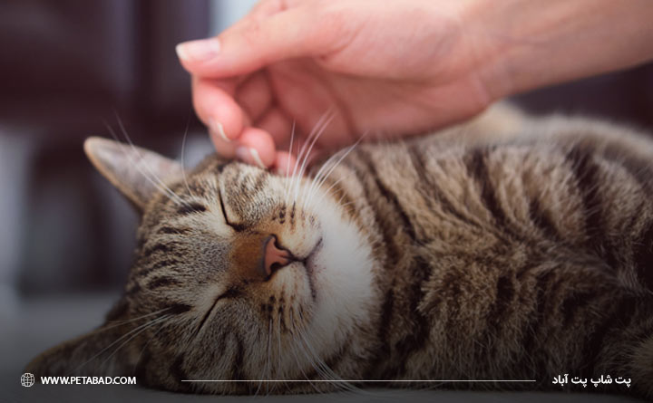 نوازش کردن گربه بعد از واکسیناسیون
