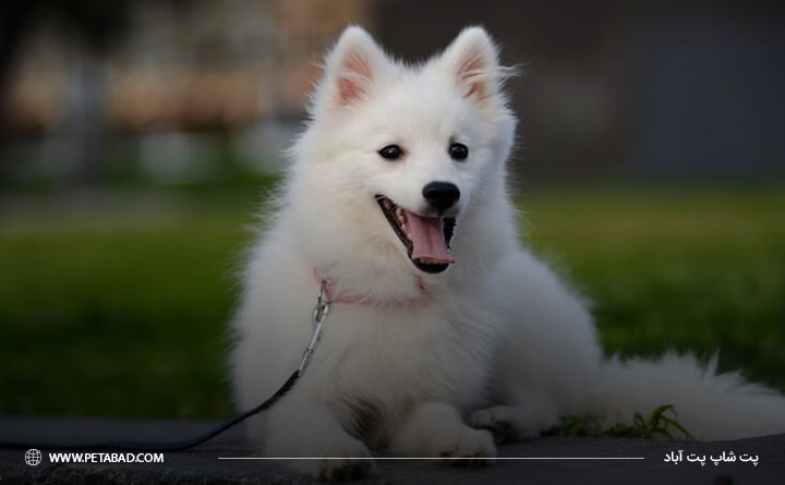 سلامت سگ نژاد اشپیتز ژاپنی