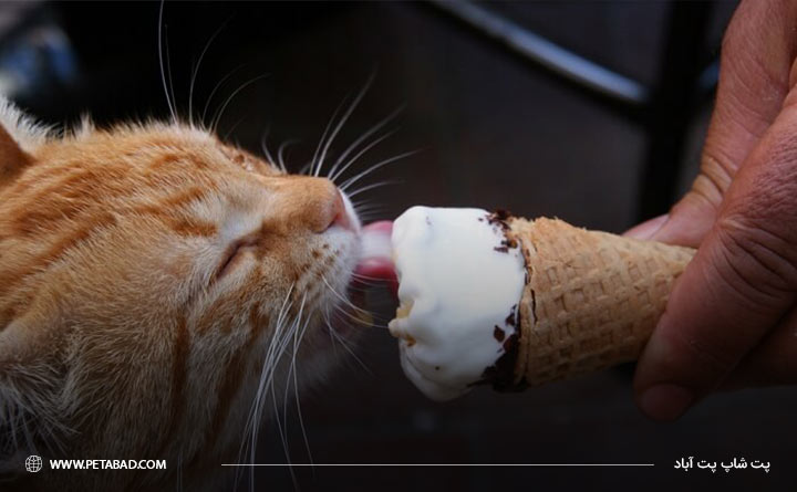 کاربرد بستنی گربه
