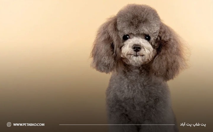 ویژگی های ظاهری نژاد پودل