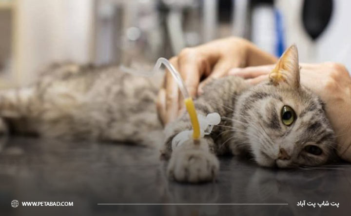  درمان پنومونی ناشی از ویروس در گربه