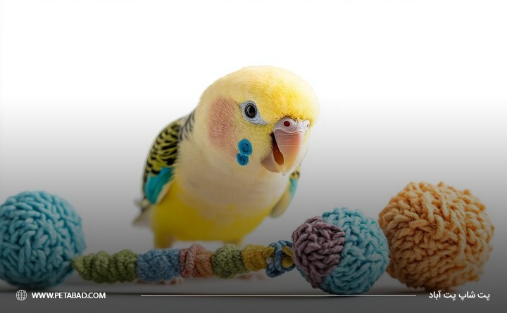 دلایل استفاده از اسباب بازی برای پرندگان