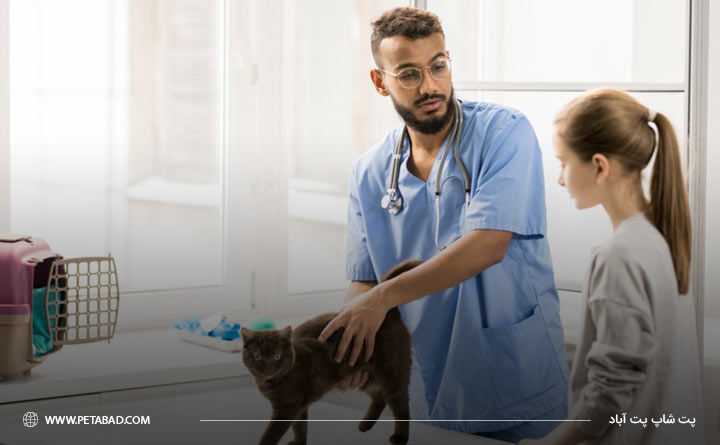 مشورت با دامپزشک برای آموزش دستشویی کردن گربه