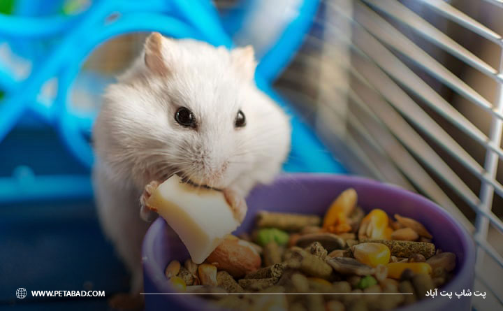 مهم ترین نکات در مورد تغذیه همستر