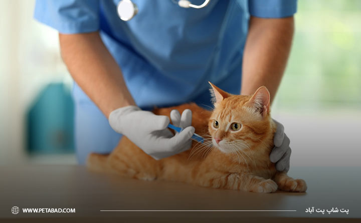 واکسیناسیون بچه گربه