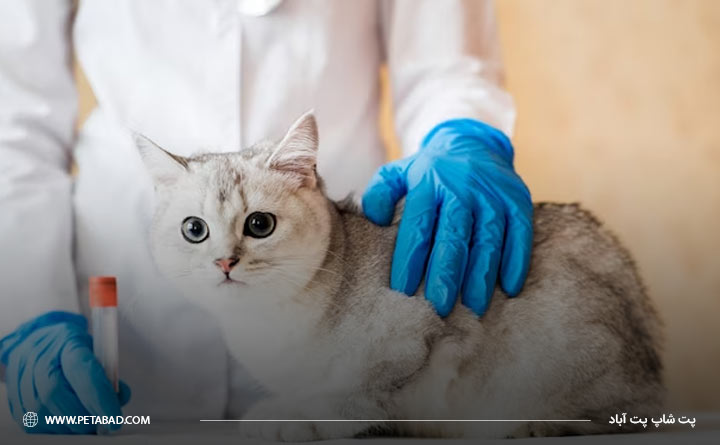 تزریق دارو توسط دامپزشک برای درمان بیماری کبد گربه