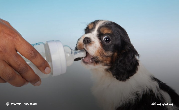 دلیل استفاده از شیر خشک برای توله سگ