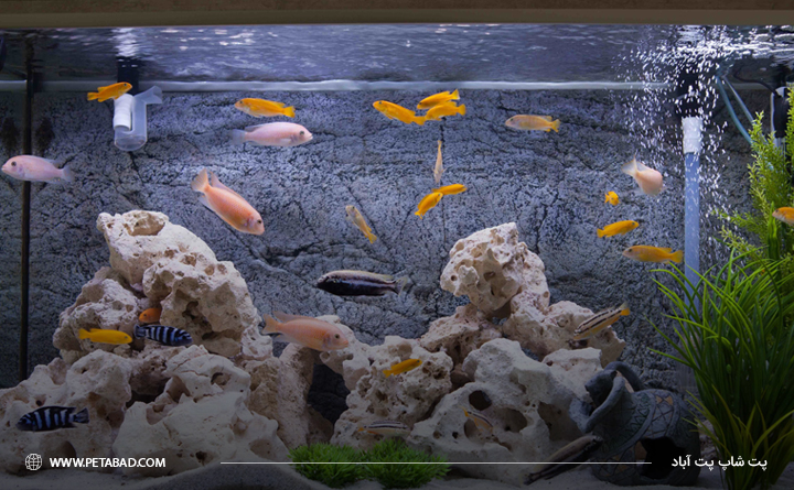 تجهیزات مورد نیاز آکواریوم: پمپ آکواریوم