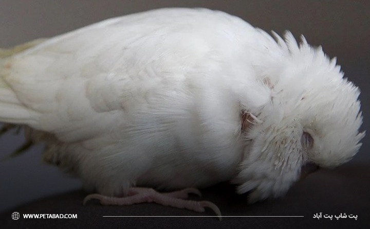 رایج ترین بیماری های در پرندگان خانگی