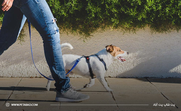 چند بار سگ خود را به پیاده روی ببریم؟