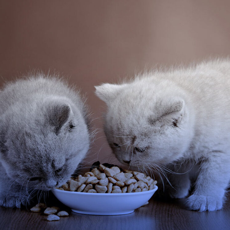 راهنمای جامع تغذیه گربه